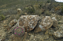 Mammillaria melanocentra melanocentra