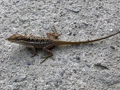 Anolis caceresae