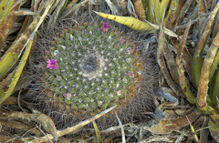Mammillaria melanocentra melanocentra