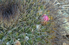 Mammillaria melanocentra melanocentra