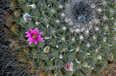Mammillaria melanocentra melanocentra