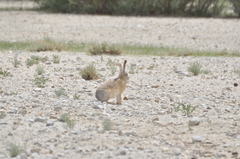 Lepus oiostolus