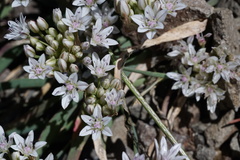 Allium amplectens