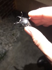 Serrognathus titanus