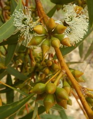 Eucalyptus diversifolia