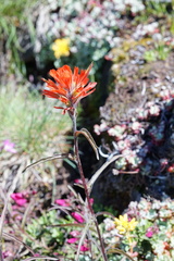 Castilleja pruinosa