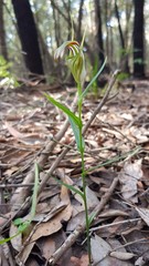 Pterostylis grandiflora