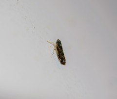 Scaphoideus nigrellus