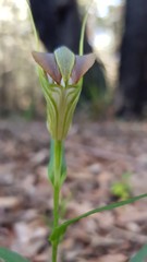 Pterostylis grandiflora