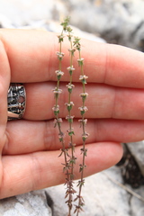 Galium verticillatum