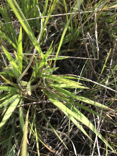 Image of Dichanthelium wilcoxianum by no rights reserved