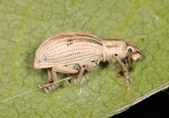 Aphrastus taeniatus