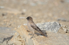 Leucosticte brandti