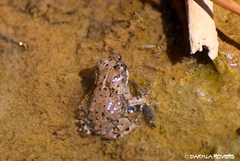 Bufotes boulengeri boulengeri