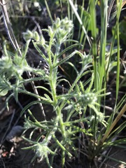Cryptantha fendleri