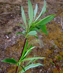 Salix arbusculoides