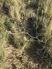 Astragalus flexuosus