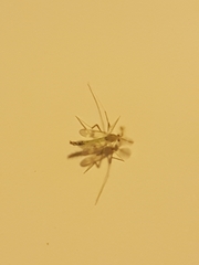 Stenochironomus hilaris