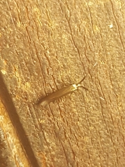 Coleophora mayrella