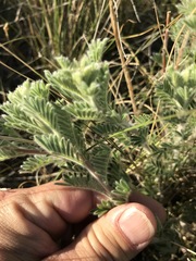 Dalea villosa