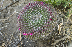 Mammillaria mystax
