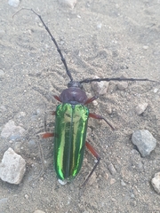 Crioprosopus basileus