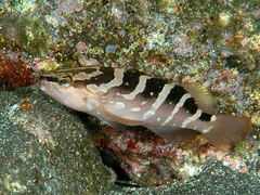 Longtooth Grouper photo 4