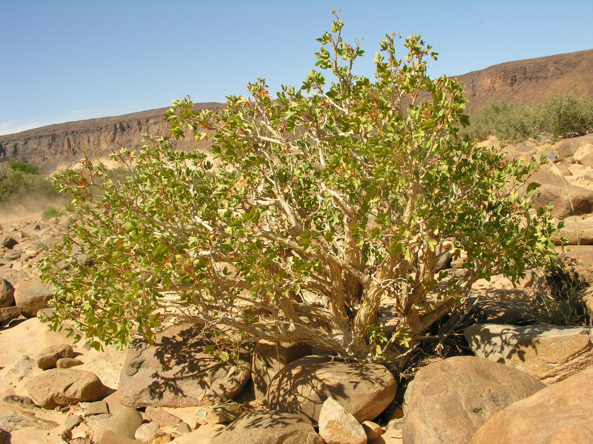 Jatropha chevalieri Beille