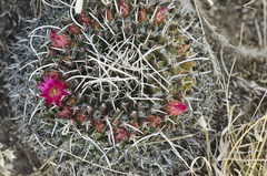 Mammillaria mystax