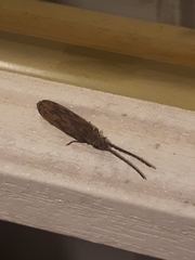 Tenomerga cinerea