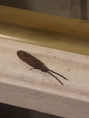 Tenomerga cinerea