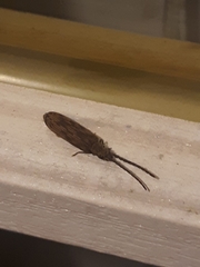 Tenomerga cinerea