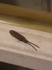 Tenomerga cinerea