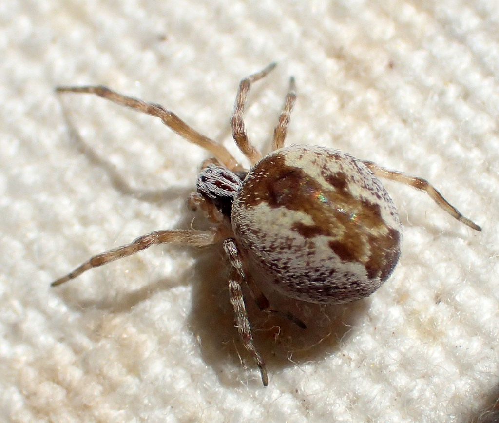 Mexican Social Spiders