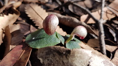 Corybas aconitiflorus