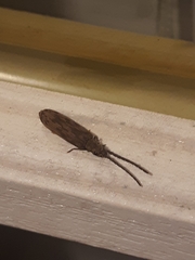 Tenomerga cinerea