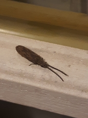 Tenomerga cinerea
