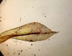 Tayloria serrata