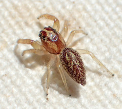 Phanias concoloratus