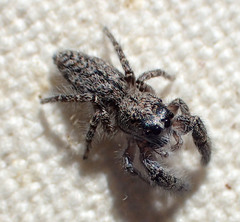 Paramarpissa griswoldi