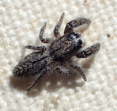 Paramarpissa griswoldi