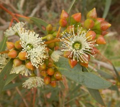 Eucalyptus diversifolia