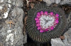 Mammillaria orcuttii