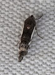 Tarache augustipennis