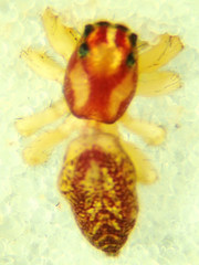 Phanias concoloratus