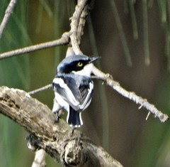 Batis molitor molitor