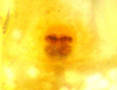 Phanias concoloratus