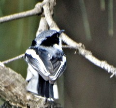 Batis molitor molitor