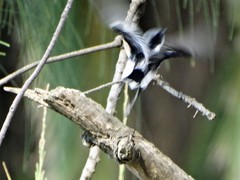 Batis molitor molitor