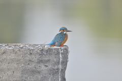 Alcedo atthis